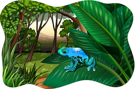 蓝色来回青蛙森林荒野绿色树叶颠簸爬虫哺乳动物动物淡水图片