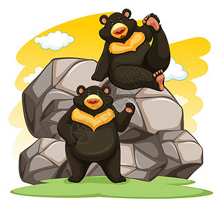 两只顽皮的熊身体风景太阳头发石头植物性天空动物熊猫场景图片