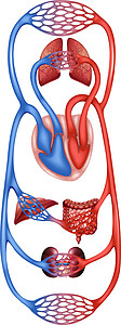 分发流通疾病静脉蓝色流动功能图表维安生活墙纸器官图片