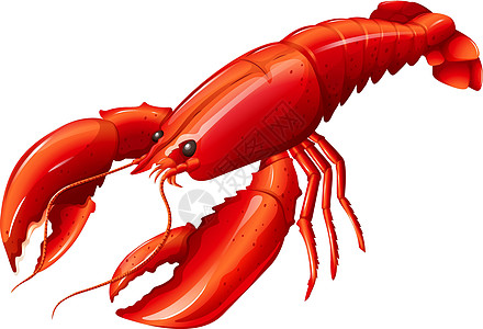 龙虾野生动物动物濒危卡通片热带烹饪生物食物哺乳动物美食图片