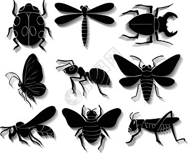 昆虫集胸部蝴蝶蚱蜢甲虫化合物蚂蚁蜜蜂萤火虫骨骼插图图片