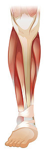 下部肌肉组织骨头医疗身体卡通片技术膝盖生物器官颅骨图片