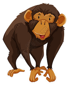 猴子动物野生动物毛皮荒野黑猩猩卡通片哺乳动物生物墙纸棕色图片
