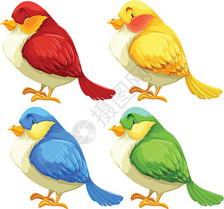 鸟类收藏翅膀蓝色动物白色爪子宠物红色羽毛飞行图片