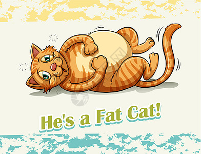 脂肪钙猫咪墙纸宠物哺乳动物动物热带卡通片小猫猫科动物野生动物图片