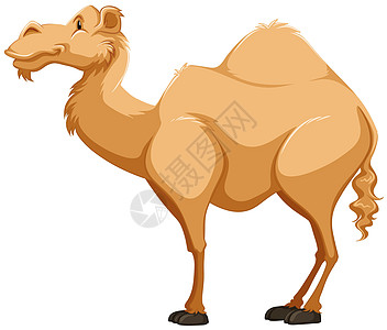 骆驼卡片生物绘画木板卡通片海报墙纸运输甜点驼峰背景图片