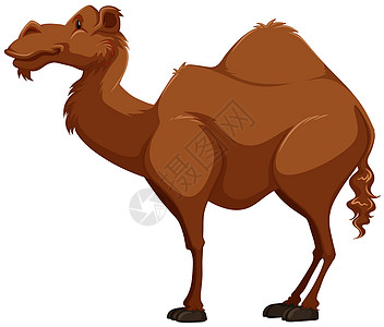 骆驼绘画海报白色横幅运输驼峰动物甜点卡片生物背景图片