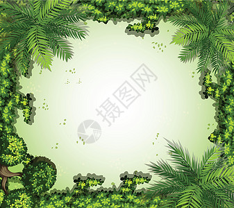 自然框架植物装潢装饰品边界木板树叶热带空白剪贴绿色图片