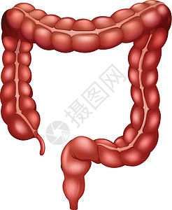 肠肠胃单词医生知识绘画教学学校实验室手术卡通片图片