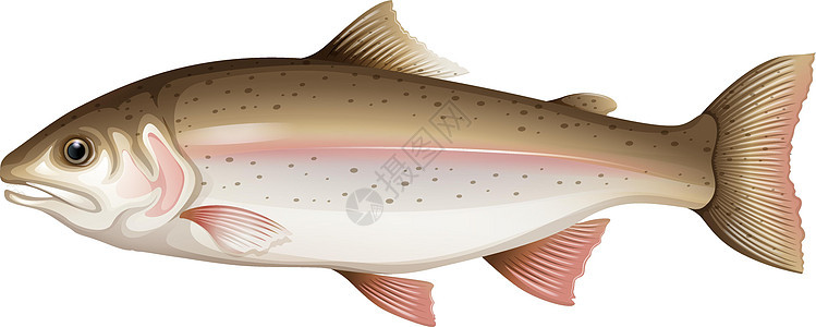 特鲁情调热带海鲜美食动物剪贴生物卡通片鳟鱼白色图片