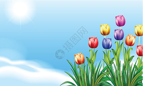 鲜花花园植物副词杂交种蓝色冬雨橙子紫色场景草原图片