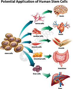 干细胞应用墙纸海报肠子微生物学解剖学肌肉单词器官横幅学校图片