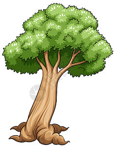 一棵树树干流动天篷植物树木木头树叶丛林调制器热带雨林背景图片