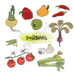 组的素描万科蔬菜草药萝卜绿色茄子味道沙拉洋葱芹菜草图叶子图片