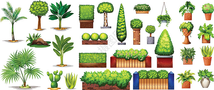 不同种类的植物亚热带棕榈集装箱植物学进化枝花色装饰品叶子栅栏花盆图片