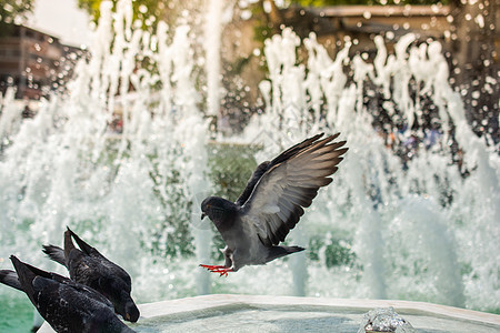 来自城市公园大理石喷泉饮用水的鸽子生存营养自由城市岩石鸟类翅膀概念食物羽毛图片