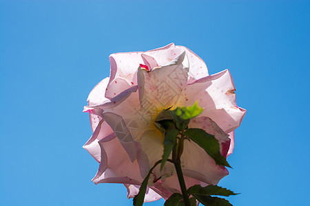 天空背景上的多彩玫瑰花叶子花瓣礼物玫瑰白色花园植物美丽绿色图片