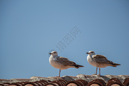 坐在屋顶上的单海鸥鸟类照片自由航班荒野翅膀蓝色野生动物羽毛天空图片