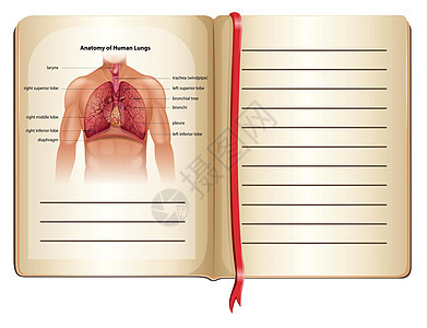 pag 上的人体肺部解剖图片
