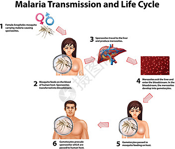 疟疾传播和生命周期发烧图表插图蚊子症状动物生活绘画夹子苔藓图片
