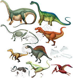 不同类型的恐龙图片