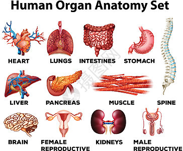 人体器官解剖学图片