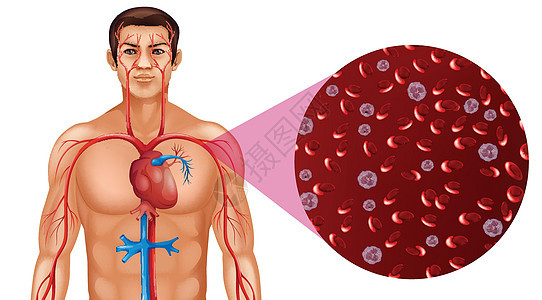人体血液循环艺术器官症状图表管子绘画医疗卡通片静脉男人图片