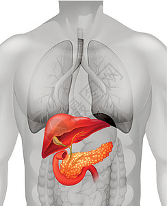 人类胰腺癌解剖学胰腺癌症疾病疼痛夹子身体图表艺术白色图片