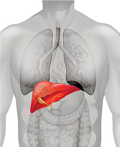人体肝脏图片
