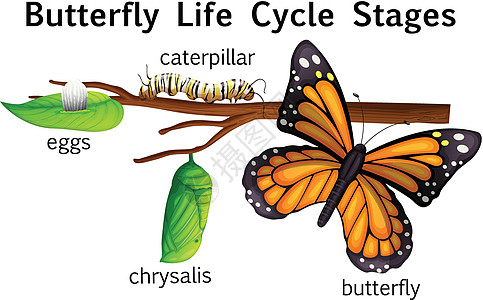 蝴蝶生命周期阶段图片
