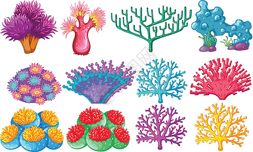 不同类型的珊瑚礁植物剪裁栖息地插图团体夹子白色海藻自然资源海洋图片