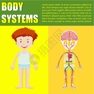 博的信息图表身体系统图片