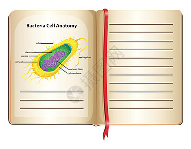pag 上的细菌细胞解剖学图片