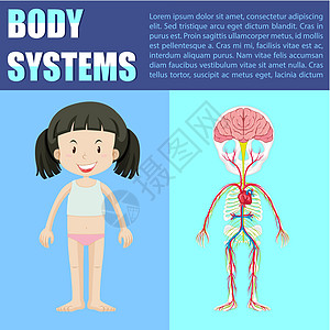 女孩的身体系统图医疗童年信息瞳孔绘画措辞卫生图表器官解剖学图片