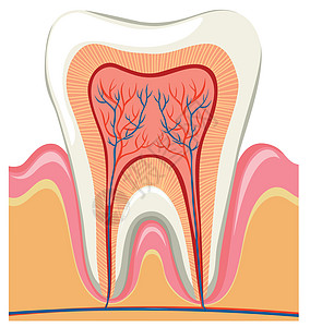 一颗牙在其中图片