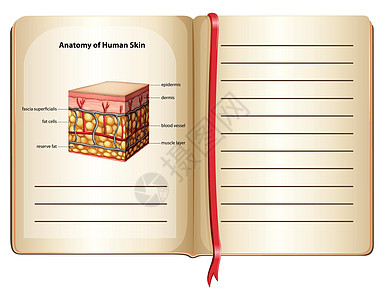 页面上的人体皮肤解剖图片