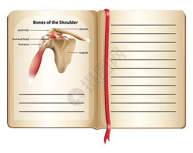 pag 上肩膀的骨头图片