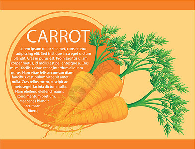 新鲜胡萝卜的信息图表设计图片