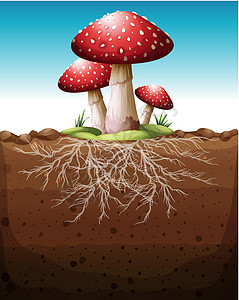 生长从地面的红色蘑菇图片
