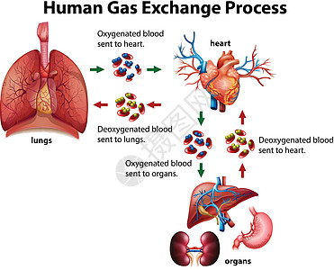人体气体交换过程图图片