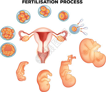 人体受精过程图片