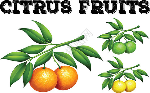 树枝上的新鲜柑橘类水果剪裁柠檬绿色白色艺术橙子小路热带食物树叶图片