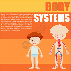 男孩和身体系统图背景图片