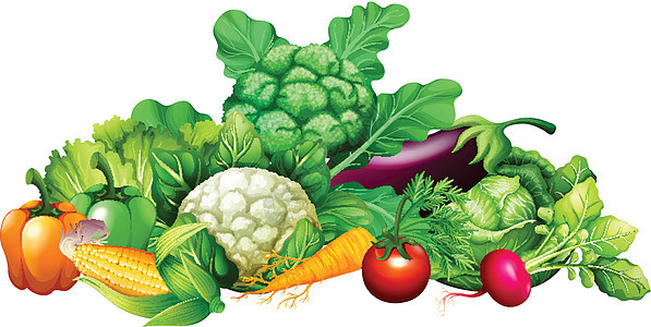 不同种类的蔬菜白色插图饮食玉米烹饪食物剪裁萝卜绘画茄子图片
