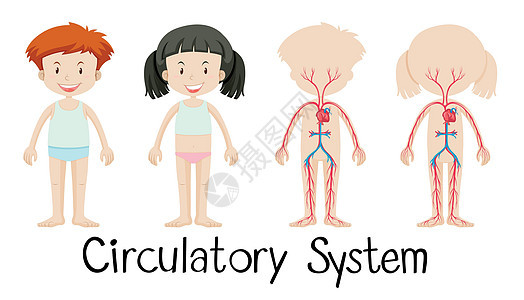 有循环系统图表的男孩和女孩图片