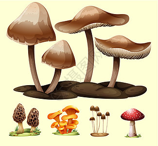 不同种类的蘑菇红色棕色地面草地孢子夹子植物卡通片健康毒菌图片