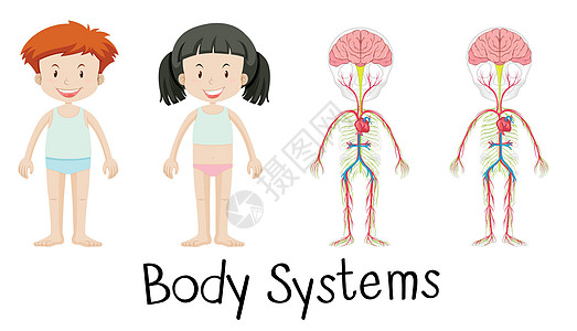 男孩和女孩的身体系统生物学解剖学瞳孔x光学生童年艺术健康肌肉医疗图片