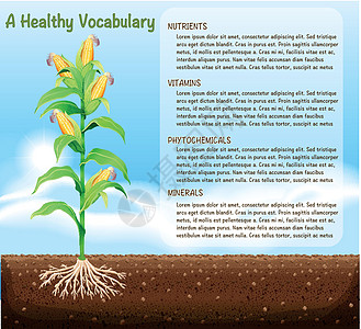 玉米树和文本设计图片