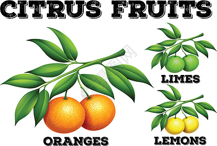 树枝上的柑橘类水果饮食低热量艺术团体橙子绘画树叶插图食物剪裁图片