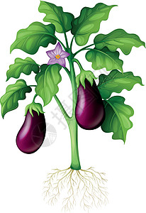 树上的茄子夹子种植绘画低热量蔬菜饮食艺术卡通片热带树叶图片